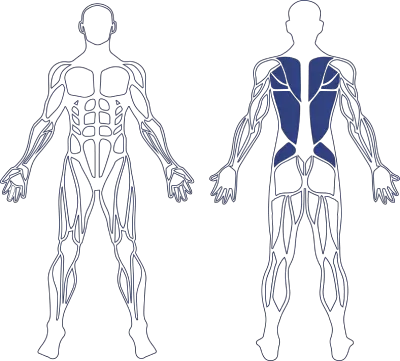 Human Back Muscle Model