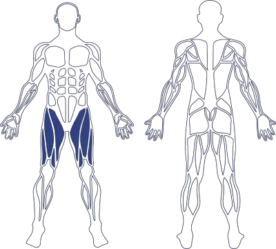 Human Quadriceps Muscle Model