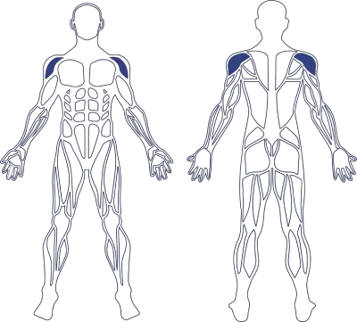 Human Shoulder Muscle Model